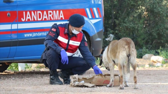 Antalya'da sokağa çıkma yasağı boyunca sokak hayvanları unutulmadı