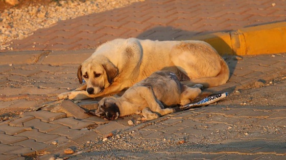 Antalya'da sürücünün aracıyla köpeği ezmesine tepkiler sürüyor