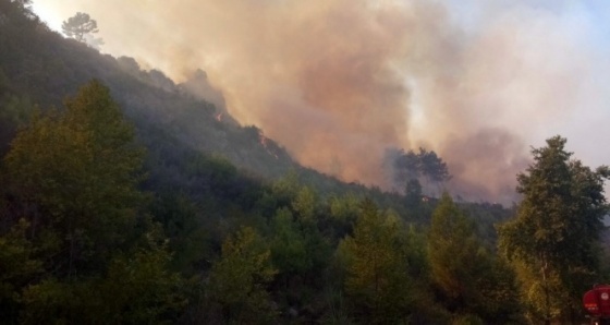 Antalya’daki yangında yüzlerce arı kovanı ve bir ev kül oldu