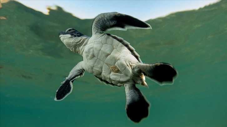 Antalya'da caretta caretta yavrularının yuvalarından çıkışı görüntülendi