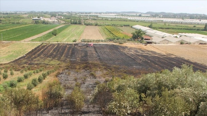 Antalya'da çıkan yangın zeytin ve meyve ağaçlarına zarar verdi