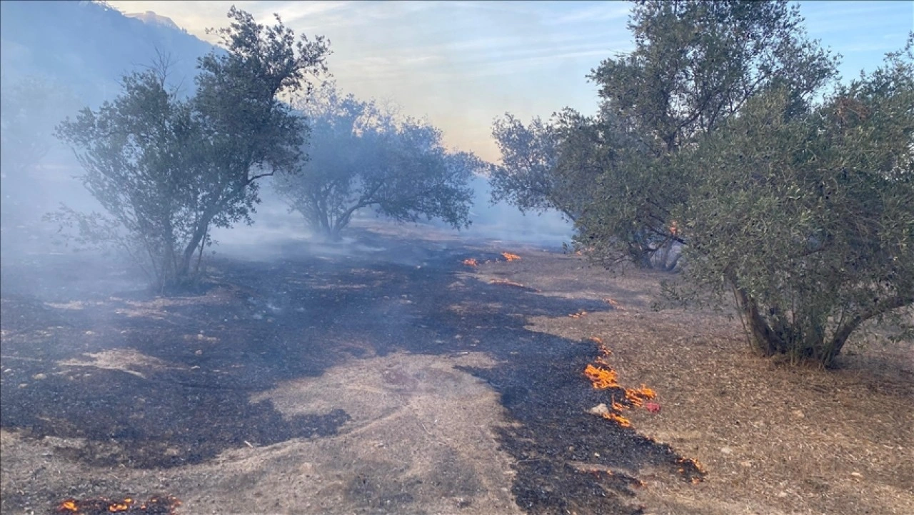 Antalya’da çıkan yangında zeytin ağaçları zarar gördü