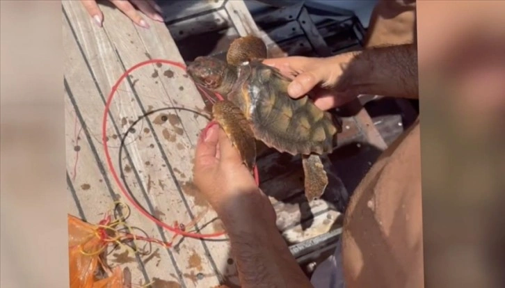 Antalya'da denizde misinaya takılan caretta caretta yavrusu kurtarıldı