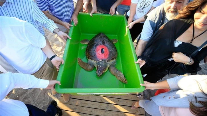 Antalya'da tedavisi tamamlanan caretta caretta uydu takip cihazı takılarak denize bırakıldı