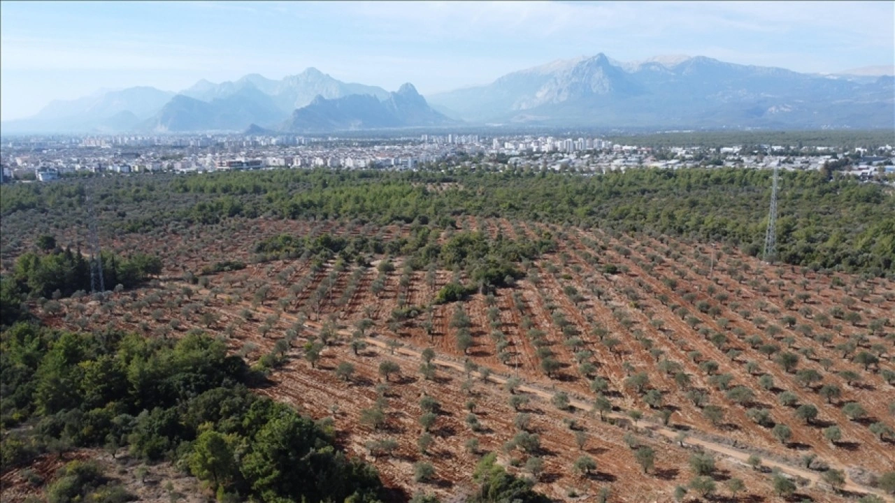 Antalya'da zeytin üretimi yüzde 45 arttı