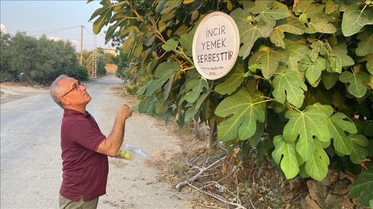 Antalyalı emekli, "incir yemek serbesttir" yazısıyla ikramda bulunuyor