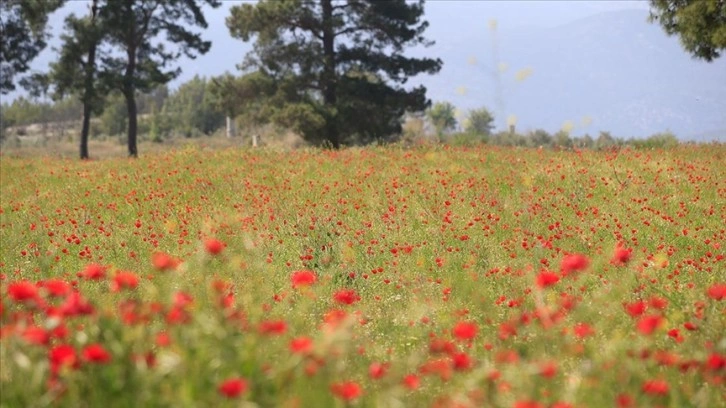 Antalya'nın Kaş ilçesinde gelincik ve papatyalar tarlaları süsledi