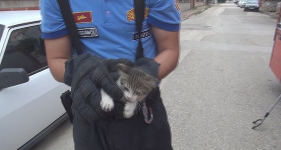 Arabaya giren yavru kedi gurbetçi aileye zor anlar yaşattı