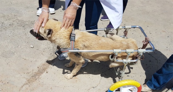 Aracının motoruna sıkışan kedi hayatını değiştirdi