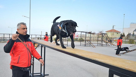 Arama kurtarma köpeği 'Şans' hayatını kaybetti