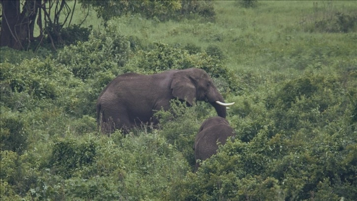 Araştırma: Afrika filleri birbirlerine özel sesler çıkararak hitap ediyor