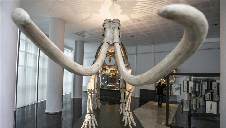 Araştırmaya göre, yünlü mamutların nesli "genetik olmayan" sebeplerle tükendi