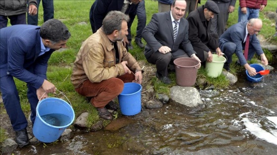 Ardahan'da 40 bin yavru alabalık dereye bırakıldı