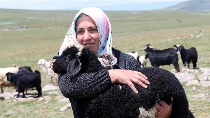 Ardahanlı kadın çiftçi, devlet desteğiyle küçükbaş havyan sayısını 30'dan 500'e çıkardı