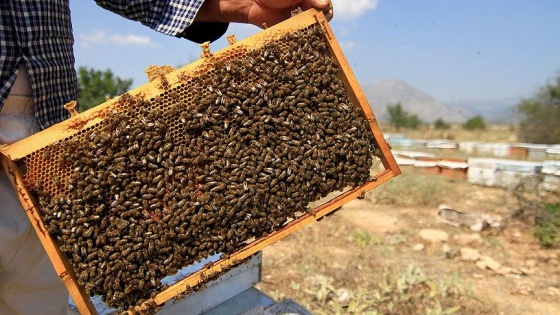 'Arıcı değil, aracı kazanıyor'