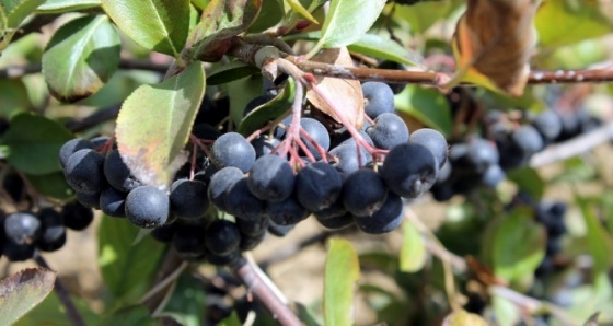 ‘Aronia’ meyvesi keşfedilmeye devam ediyor