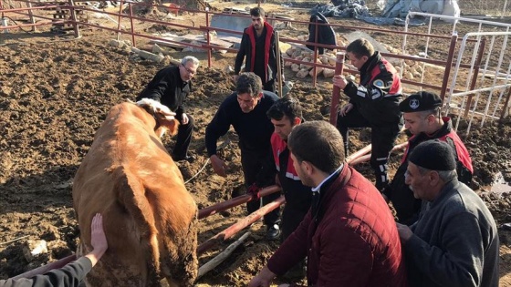 Artçı sarsıntıdan ürküp demir çite takılan ineği arama kurtarma ekipleri kurtardı