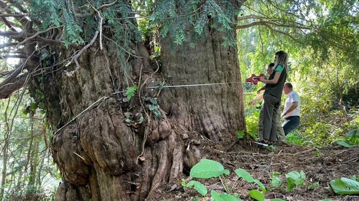 Artvin'de 1400 yıllık porsuk 