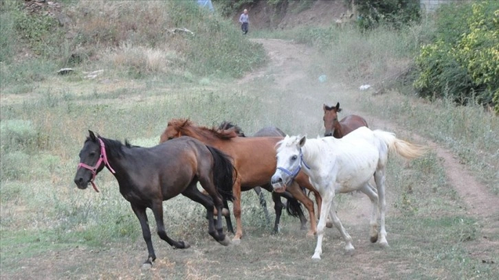 Artvin'de "Mucizeler Diyarı" bakıma muhtaç atlara yuva oldu