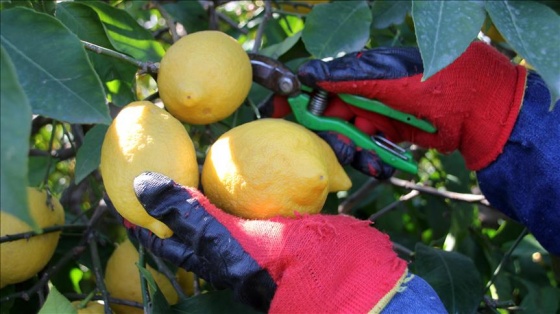 Aşırı yağış limon hasadını geciktirdi