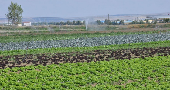 Aşırı yağış sebzeye zarar verdi, ürün çiftçinin elinde kaldı