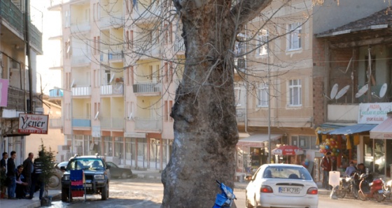 Asırlık çınar yol ortasında kaldı