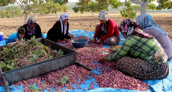 Askeri operasyonun sürdüğü Karkamış ta vatandaşlar tarlada çalışıyor