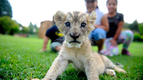 Aslan 'Cesur'a bebek bakımı