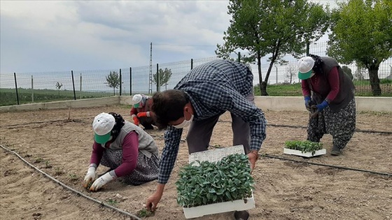 'Ata tohumları' Polatlı'da toprakla buluştu