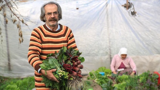 Ata tohumuyla serada organik sebze üretimi