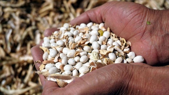 Ata yadigarı tohumlarla üretilen kuru fasulyede imece usulü hasat