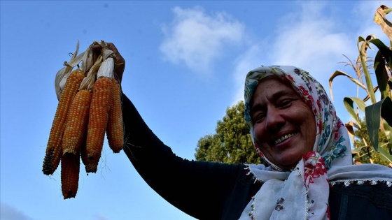 Atadan miras tohumlarla ektikleri mısıra imece usulü hasat