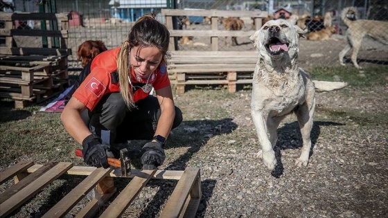 Atık tahtalar sokak köpeklerine 'yuva' oldu