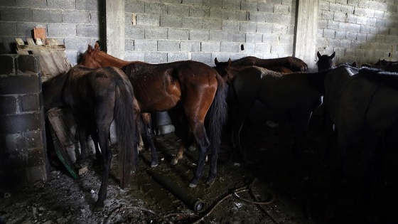 'Atları kendimiz yemek için kestik'