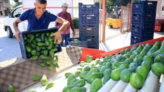 Avokado Mersinli çiftçilerin yüzünü güldürüyor