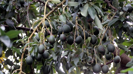 Avokado üretimi talebe yetmiyor