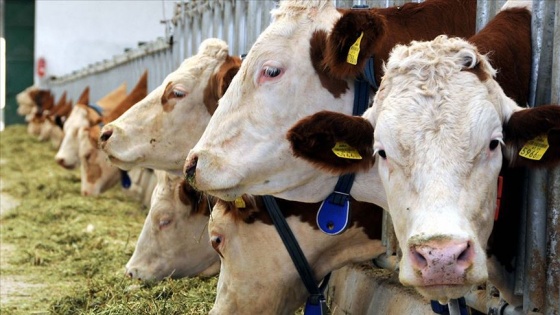 Avrupa Adalet Divanı Başsavcısı, helal kesim yasağını AB hukukuna uygun bulmadı