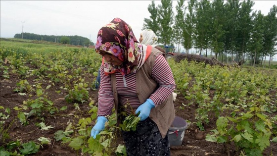 Avrupa 'Erbaa asma yaprağını' sevdi