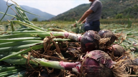 Avrupa ve Orta Doğu ülkeleri de 'Balık soğanı' istiyor