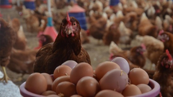 Avrupa'ya 6 yıl sonra yumurta ihracatı