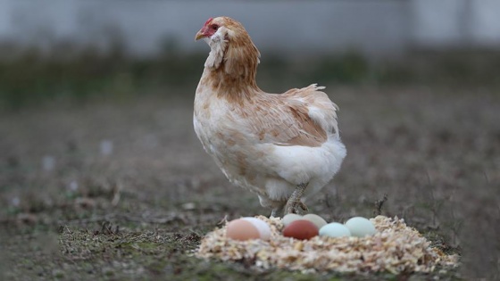 Avustralya'da gezen tavuk yumurtası aldatmacasına ceza