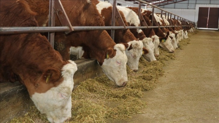 Avustralya'da görülen şap hastalığı ekonomiye 80 milyar dolar zarar verebilir