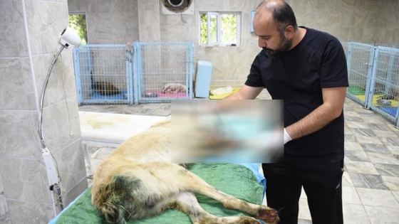 Ayağı ve kuyruğu kesilen köpek tedavi altına alındı