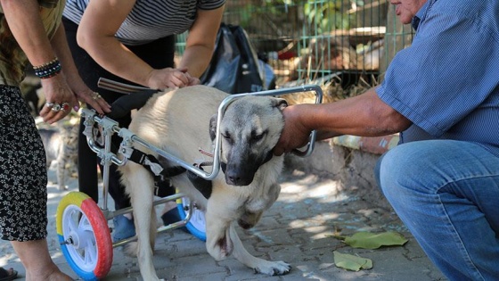 Ayakları kesilen köpeğe yürüteç desteği