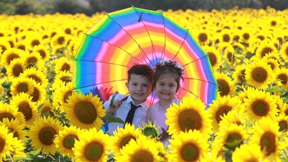 Ayçiçek tarlaları fotoğraf stüdyosuna döndü