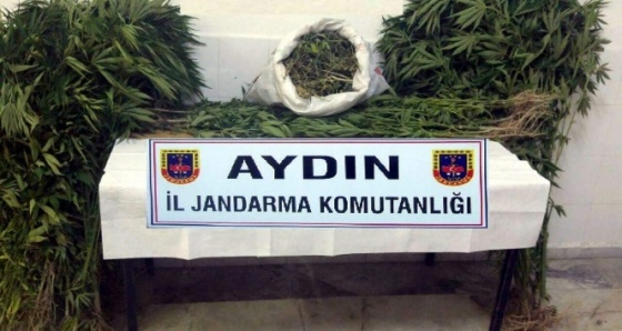 Aydın’da 12 kilo esrar ve 483 kök kenevir ele geçirildi