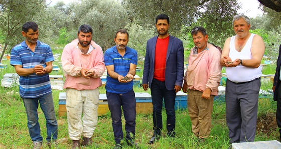 Aydın’da arıcılar şok yaşadı, binlerce arı çırpına çırpına telef oldu