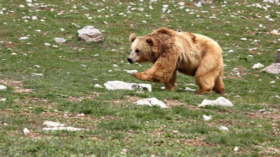 Ayı saldırısına uğrayan kişi hayatını kaybetti