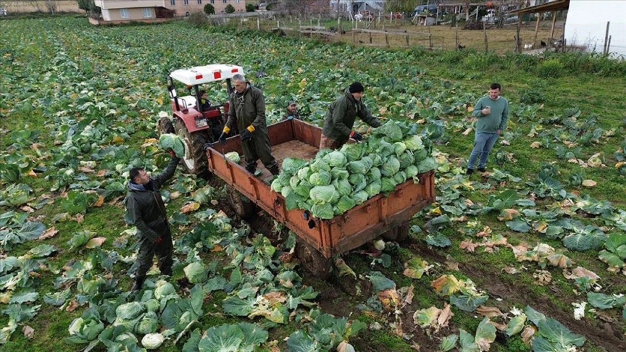 Bafra Ovası'nda beyaz lahanada 135 bin ton rekolte bekleniyor