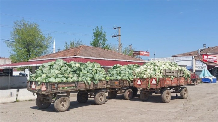 Bafra Ovası'nda lahana hasadında sona yaklaşıldı